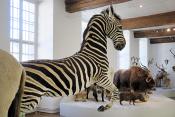 museum de histoire naturelle troyes 8-2025 2802